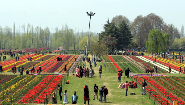 Tulip Festival in Kashmir 2024